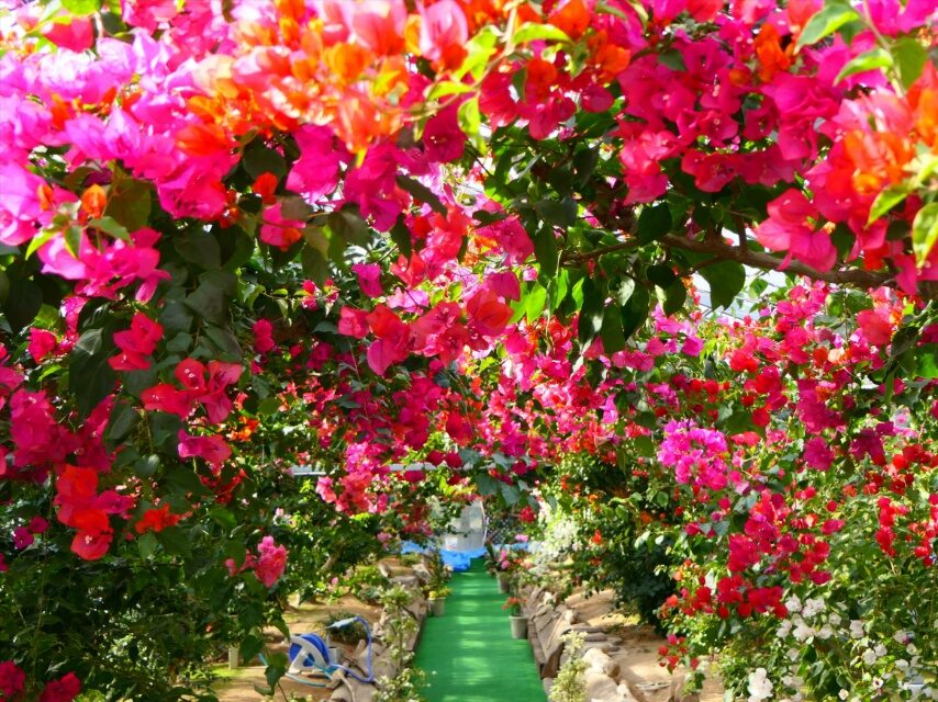 長島ブーゲンビリアの丘のブーゲンビリア-2