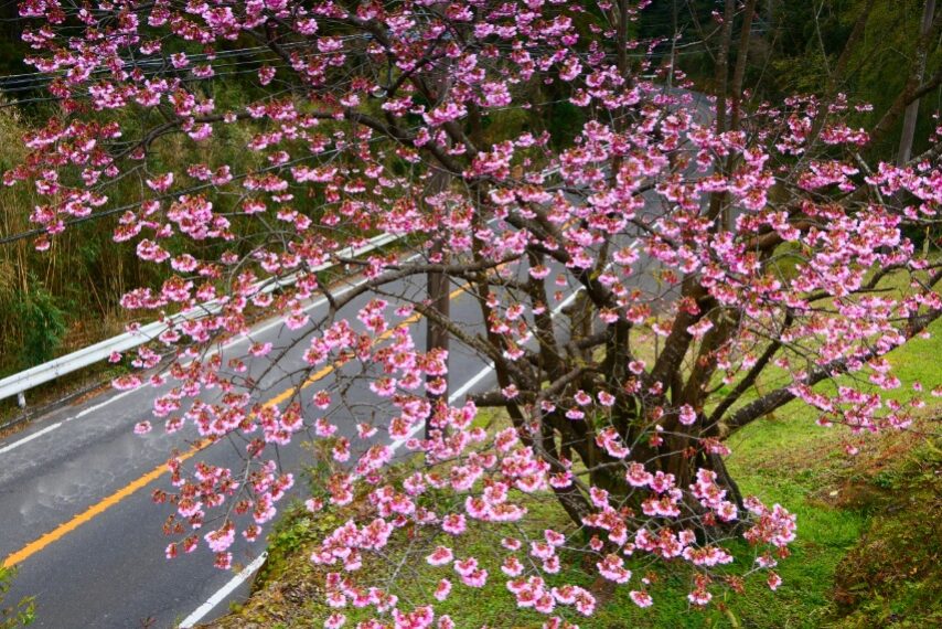 金山西町のカンヒザクラ