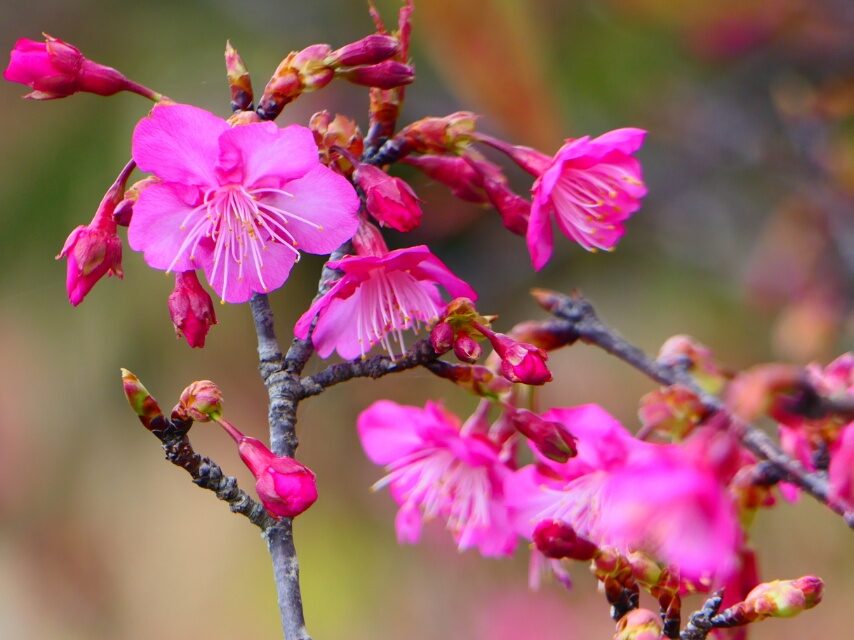 イズノオドリコ桜-1