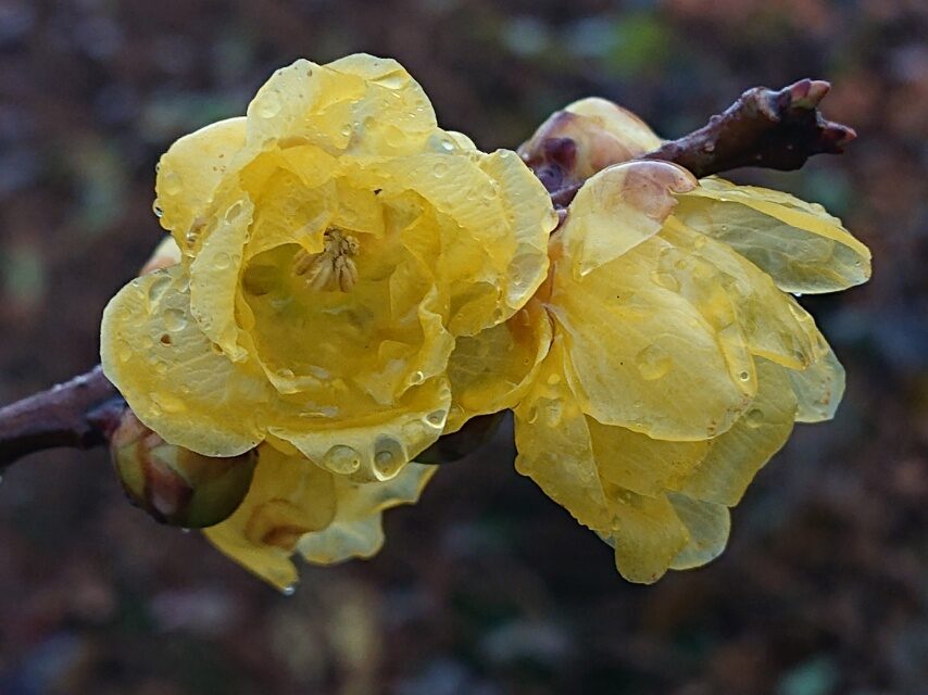 ソシンロウバイ