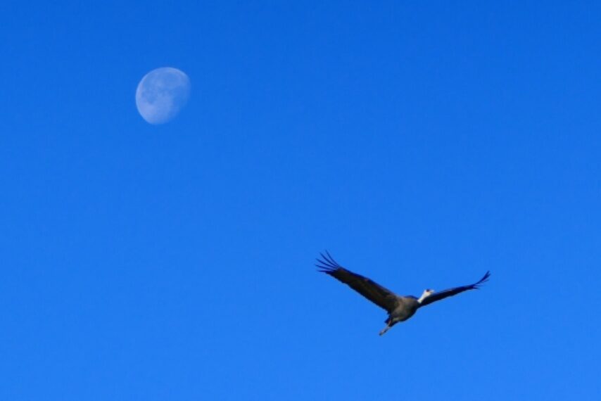 出水のツルたち-2