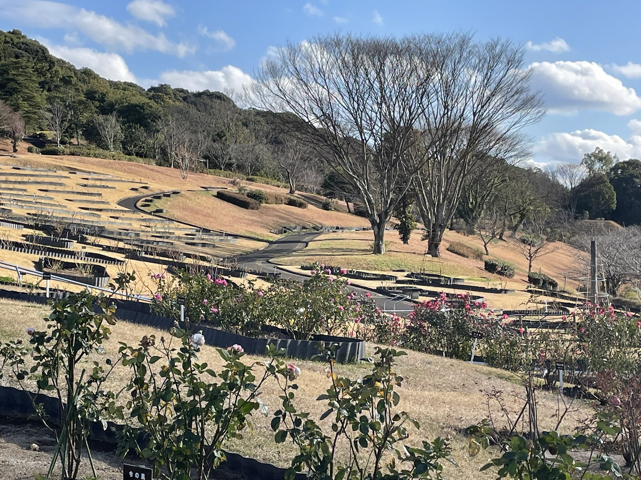 錦江湾公園散策-8