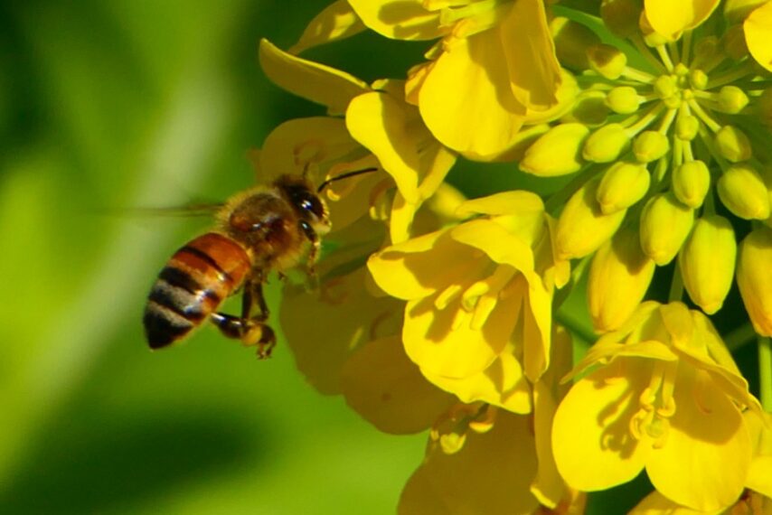 ナノハナとミツバチ