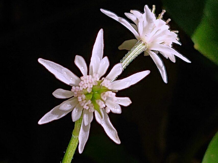 セリバオウレン(両性花)