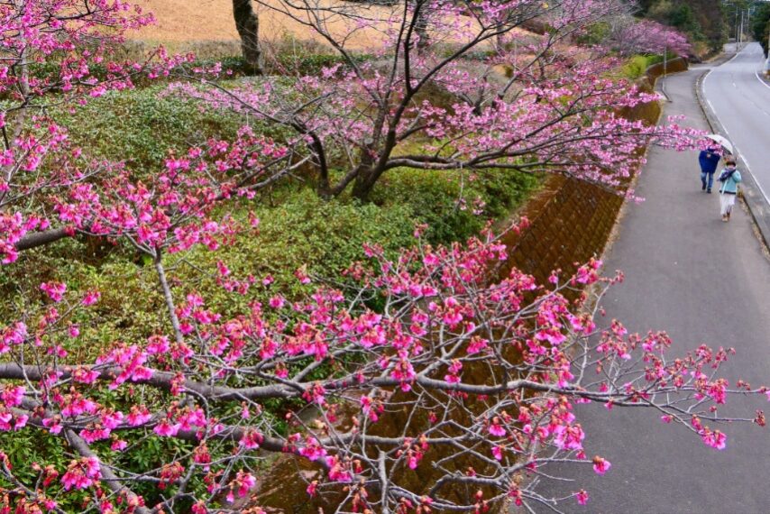 錦江湾公園のカンヒザクラ-1