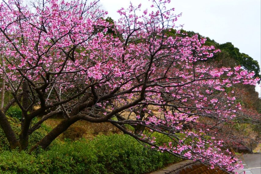錦江湾公園のカンヒザクラ-2