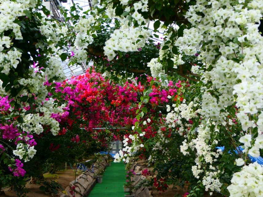 長島ブーゲンビリアの丘のブーゲンビリア-3