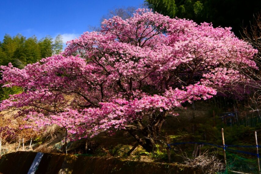 馬頭観音近く カワヅザクラ