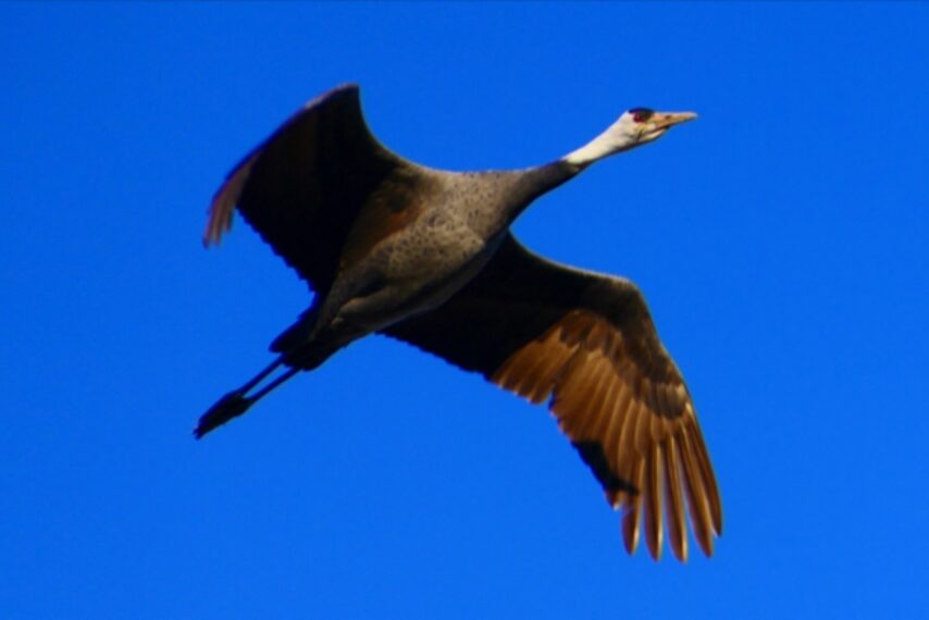 出水のツルたち-4