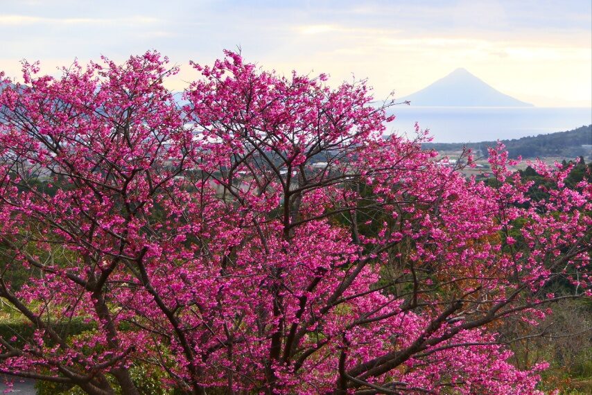 耳取峠(坊津町)のカンヒザクラ-1