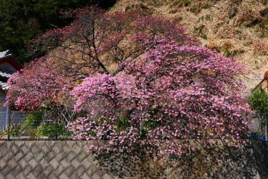 證海寺 カワヅザクラ-1