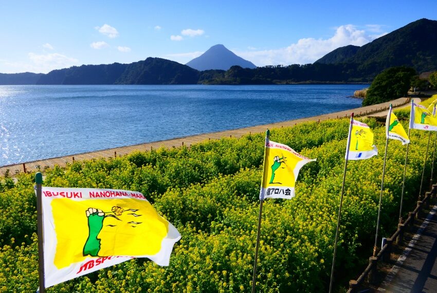 11日は「いぶすき菜の花マラソン」