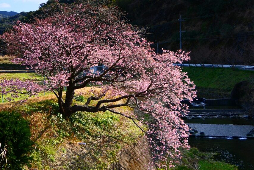 屋敷村橋 カワヅザクラ-1