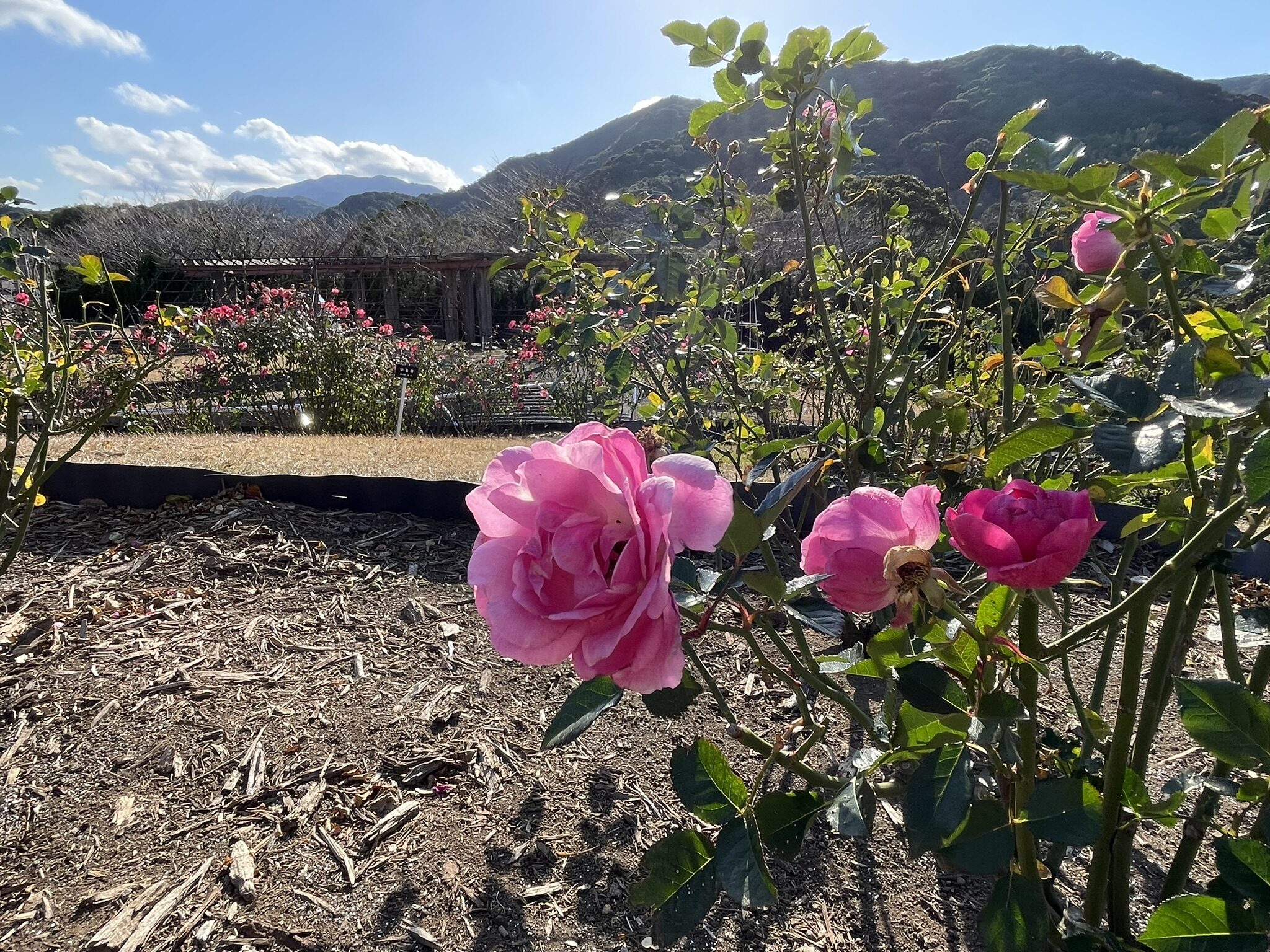 錦江湾公園散策-9