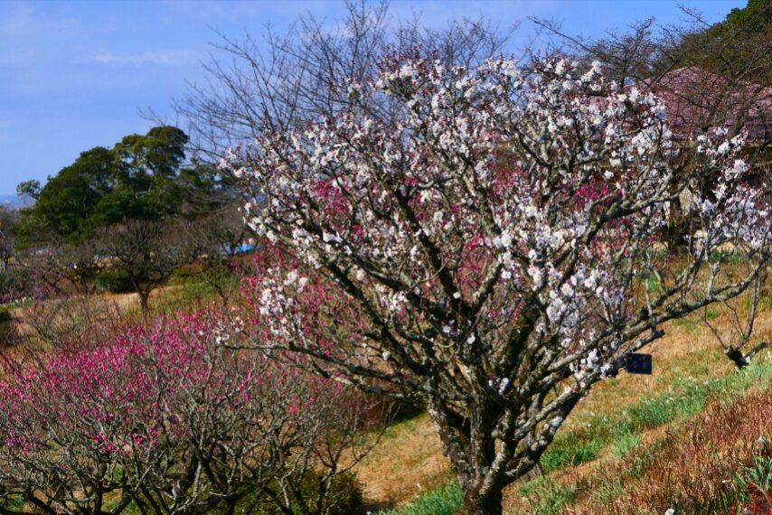 吉野公園の紅・白梅-2