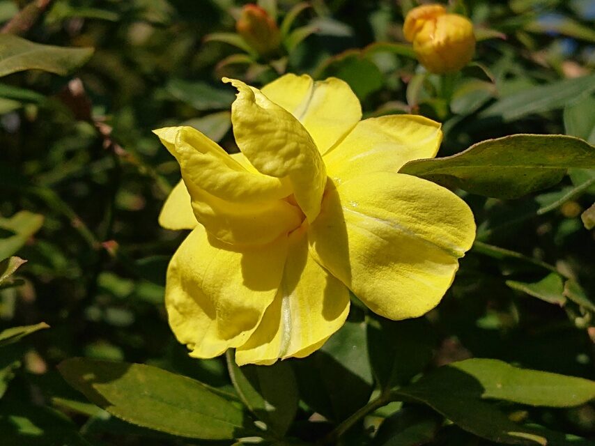 ウンナンオウバイ