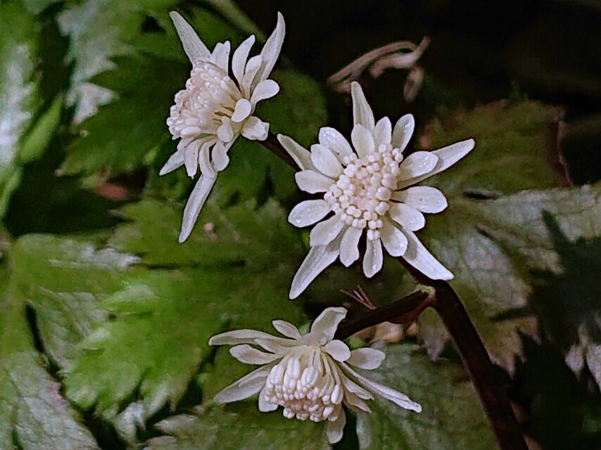 セリバオウレン(雄花)