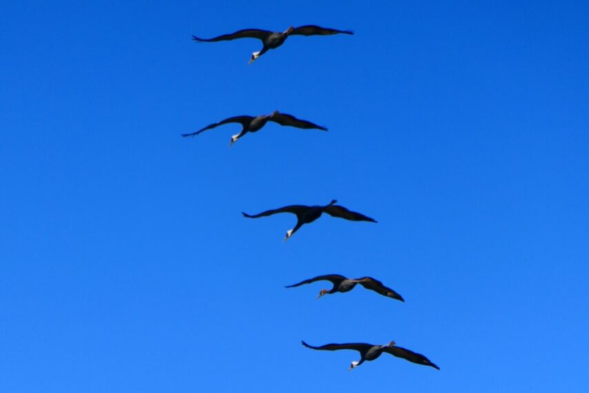 出水のツルたち-5