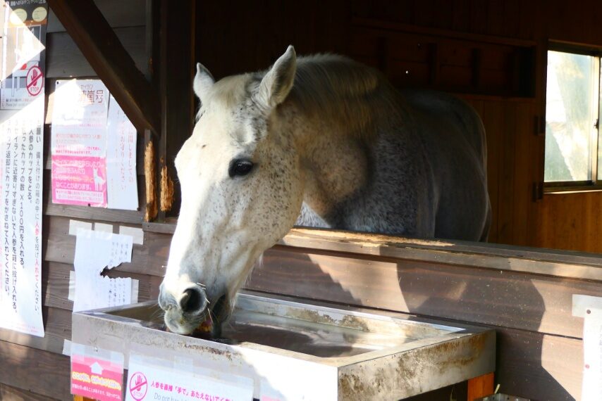 鹿児島神宮の御神馬 清嵐