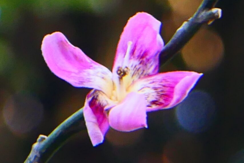 トックリキワタ