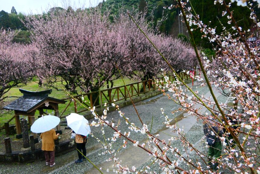 藤川天神の臥竜梅が満開-5