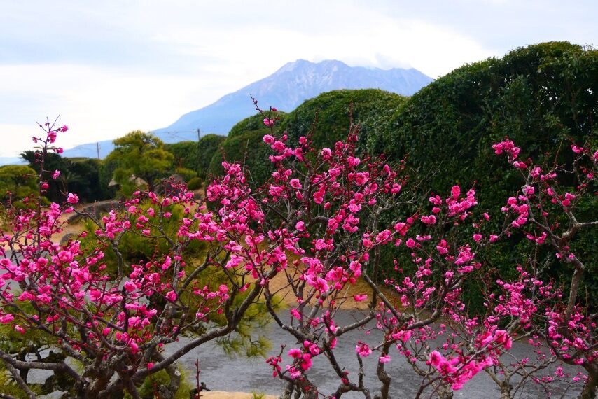 仙巌園のウメやカンヒザクラ-2