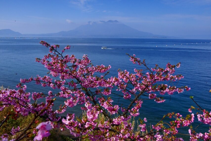 垂水市のカワヅザクラ-1