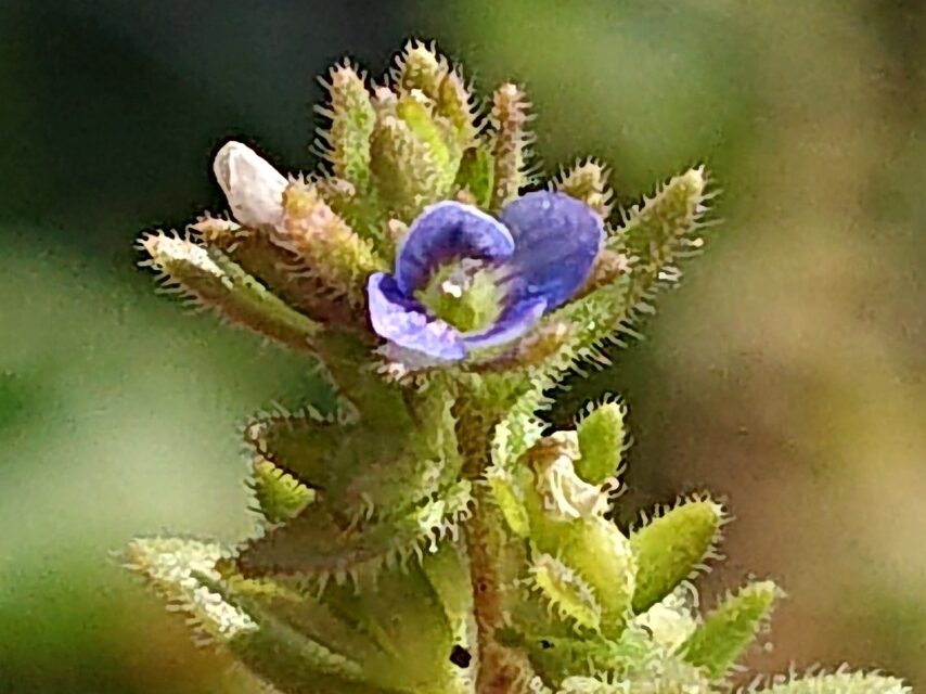 タチイヌノフグリ