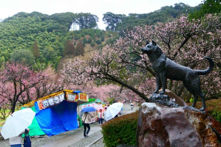 藤川天神の臥竜梅が満開-1
