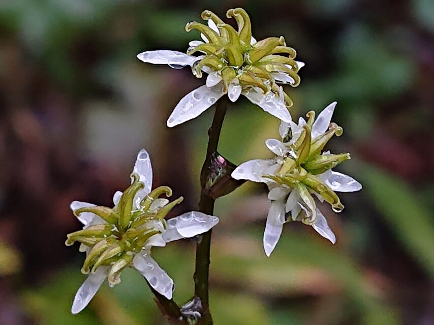 セリバオウレン(雌花)