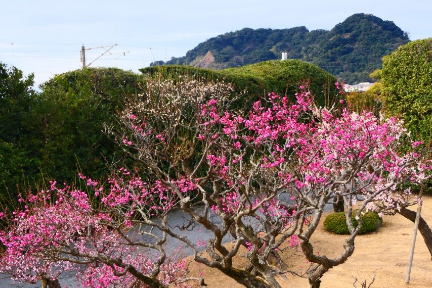 仙巌園のウメやカンヒザクラ-4