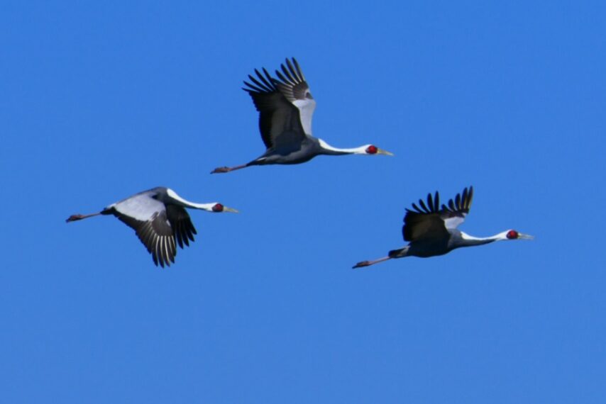 越冬中の出水のツルたち-5