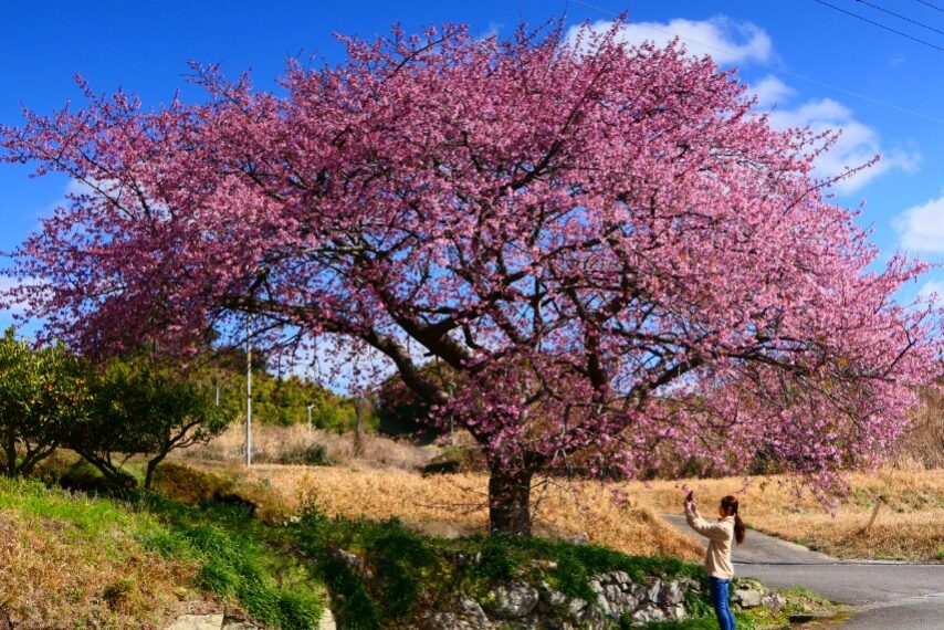 南さつま市玉虫野の一本桜