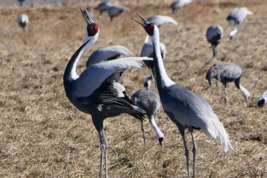 越冬中の出水のツルたち-4