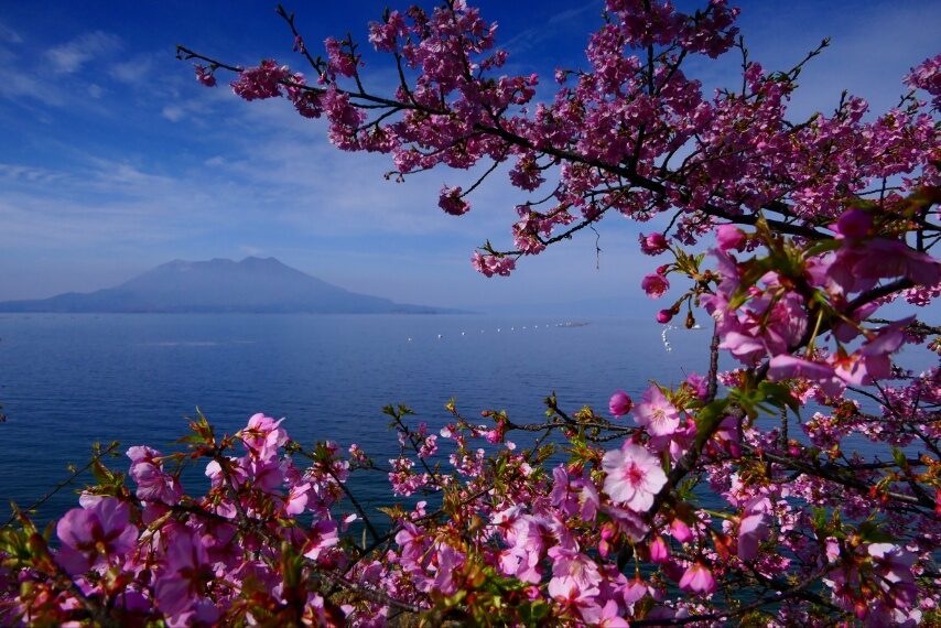 垂水市のカワヅザクラ-2