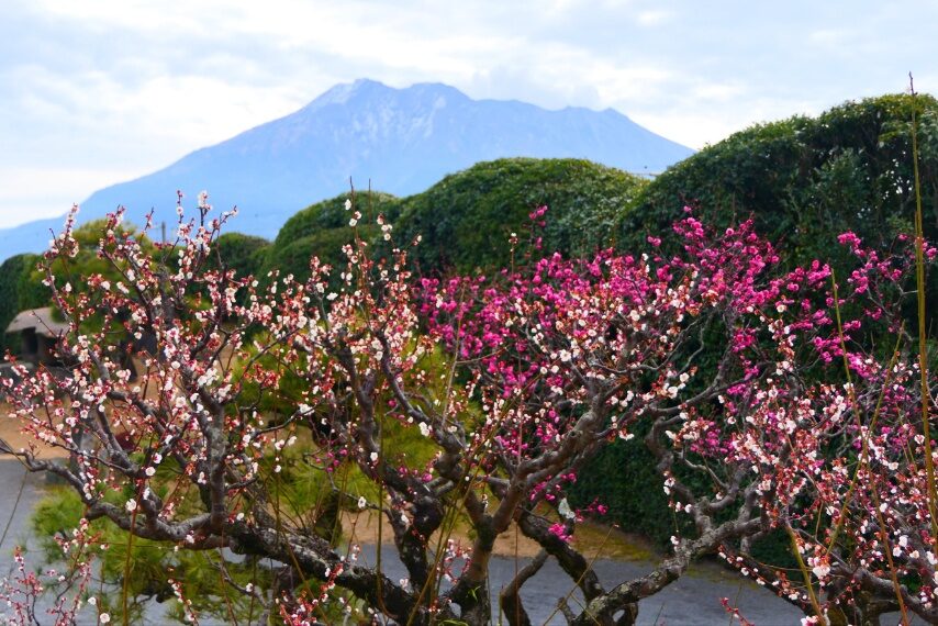 仙巌園のウメやカンヒザクラ-1