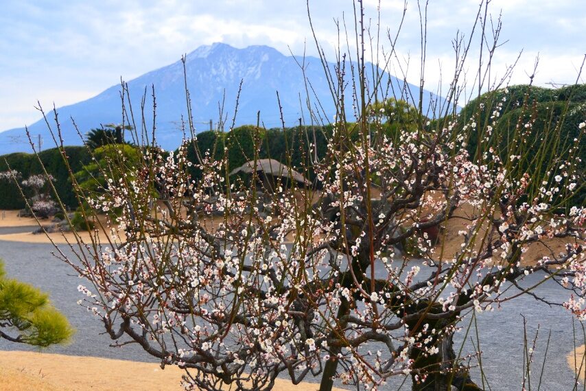 仙巌園のウメやカンヒザクラ-3