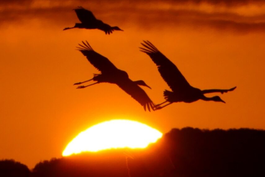 越冬中の出水のツルたち-3