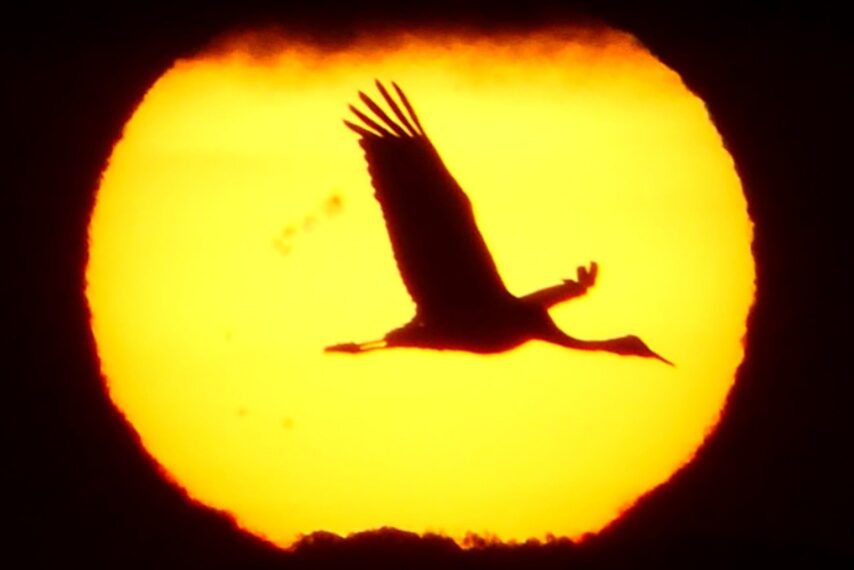 越冬中の出水のツルたち-1