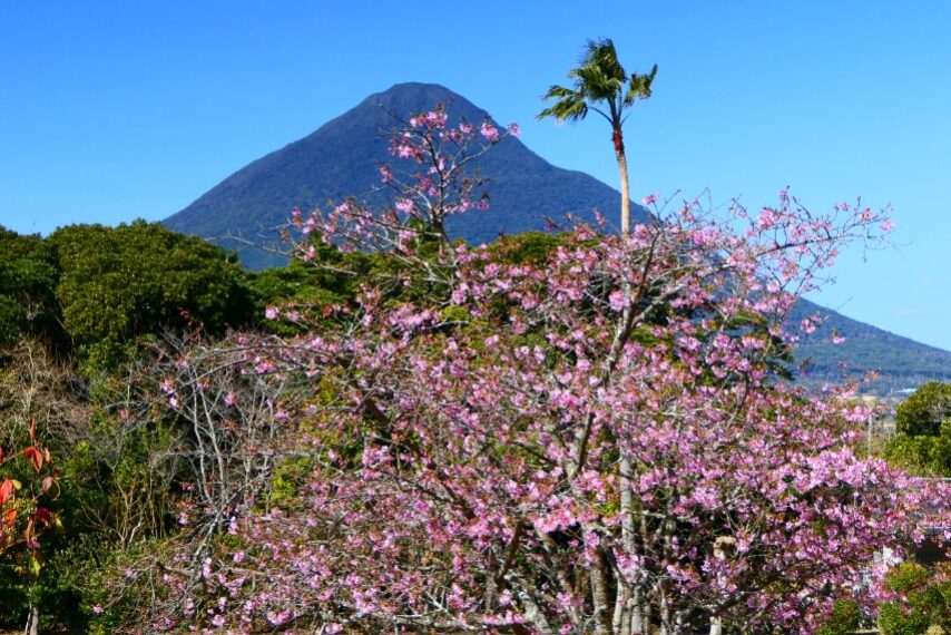 イズノオドリコ-1