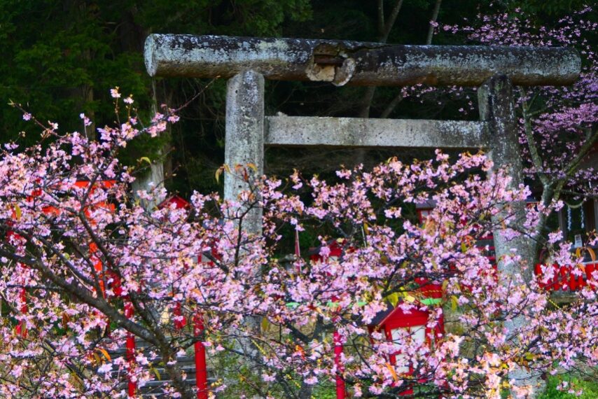 加治木町精矛神社のカワヅザクラ-2