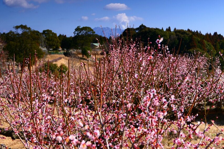 鹿児島都市農業センターのウメ-2
