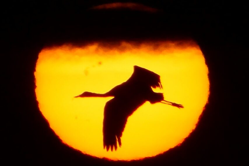 越冬中の出水のツルたち-2