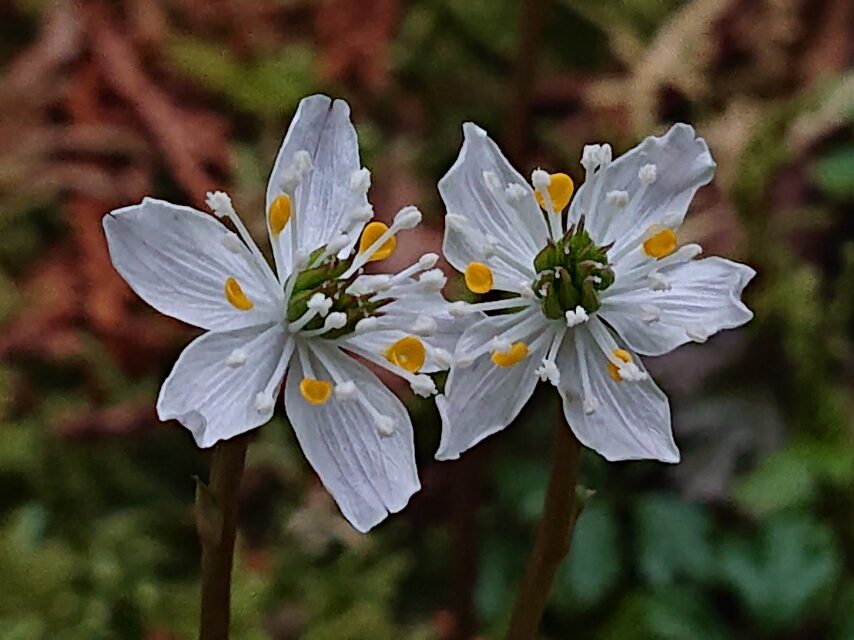 ヒュウガオウレン-1