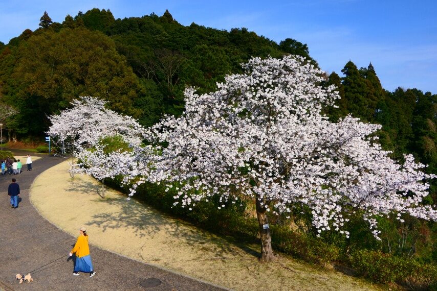 鹿児島ふれあいスポーツランドのダンリュウ満開-2