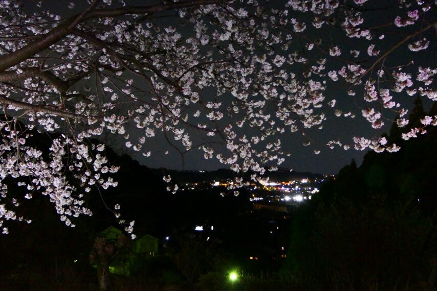 鹿児島ふれあいスポーツランドのダンリュウ満開-5