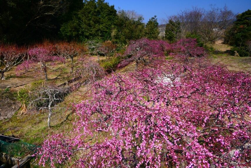 高江町大重様宅のシダレウメ-3
