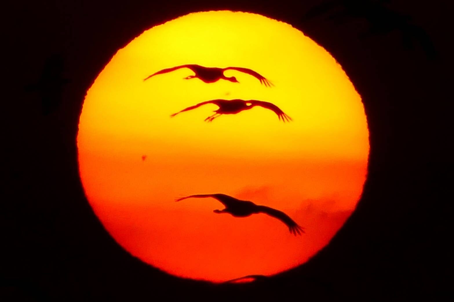 ご来光とツル-2