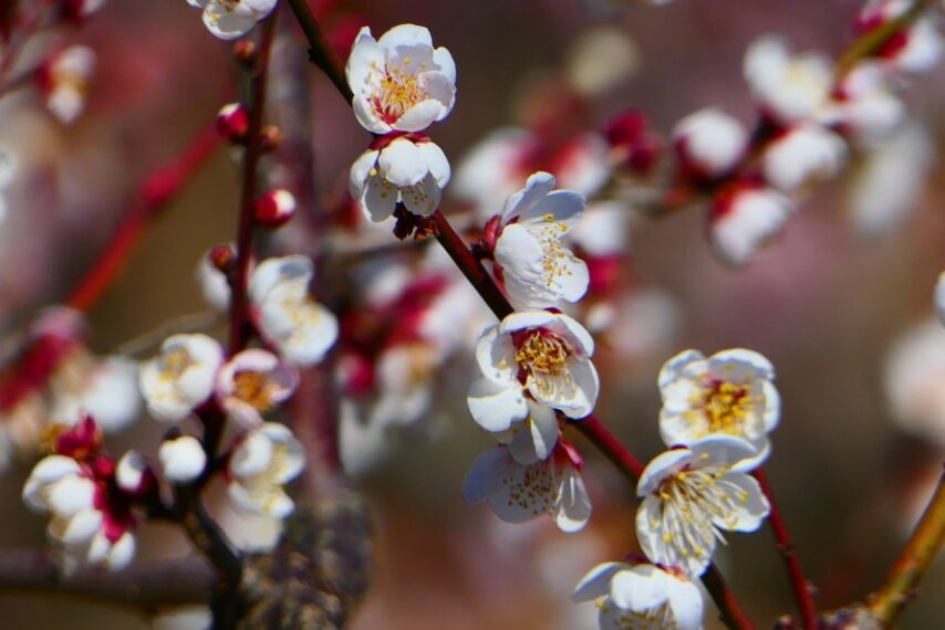 鹿児島都市農業センターのウメ-5