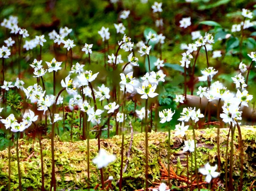 ヒュウガオウレン-2